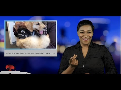 Pittsburgh Bureau of Police hire first ever comfort dog(ASL - 5.6.19)
