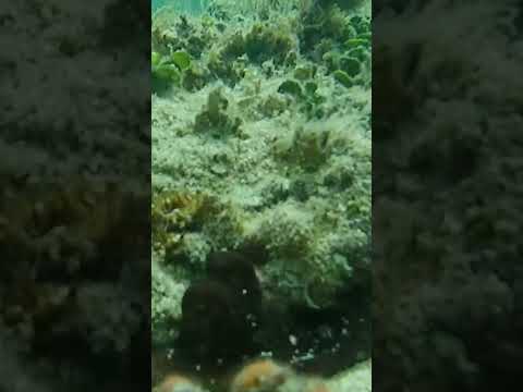 Seaweed Tako Octopus #shorts