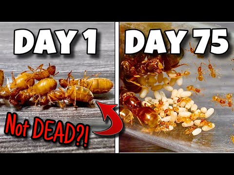 Simulating a Super Colony of Ants for 100 Days… They Came Back to Life?!