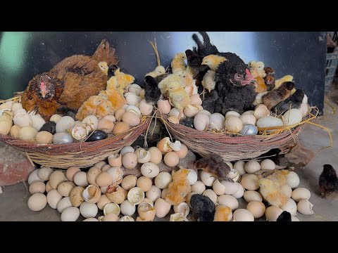 2 INDIAN Hens Harvested Many Eggs To baby CHICKS - Natural Egg hatching