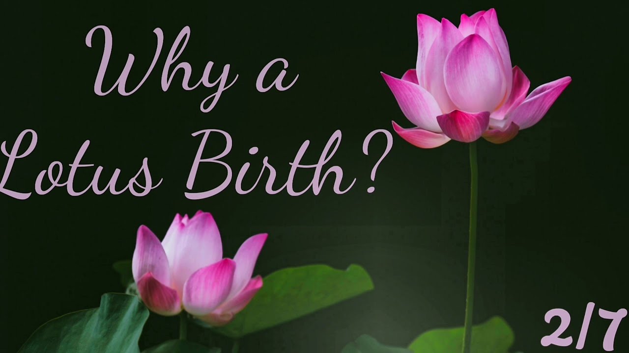 Lotus birth details, possible risks and benefits Eomox