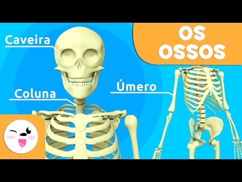 Os ossos para crianças| Sistema Ósseo | Corpo humano para crianças
