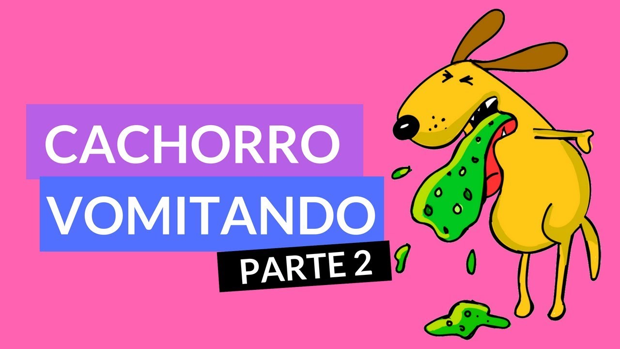 Cachorro Vomitando - PARTE 2 - Causas, Remédios e Como Tratar