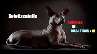 NOMBRES DE ANIMALES CON MÁS LETRAS