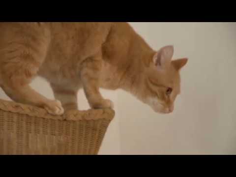 Das Katzencafé | ein Fim von Volleipps