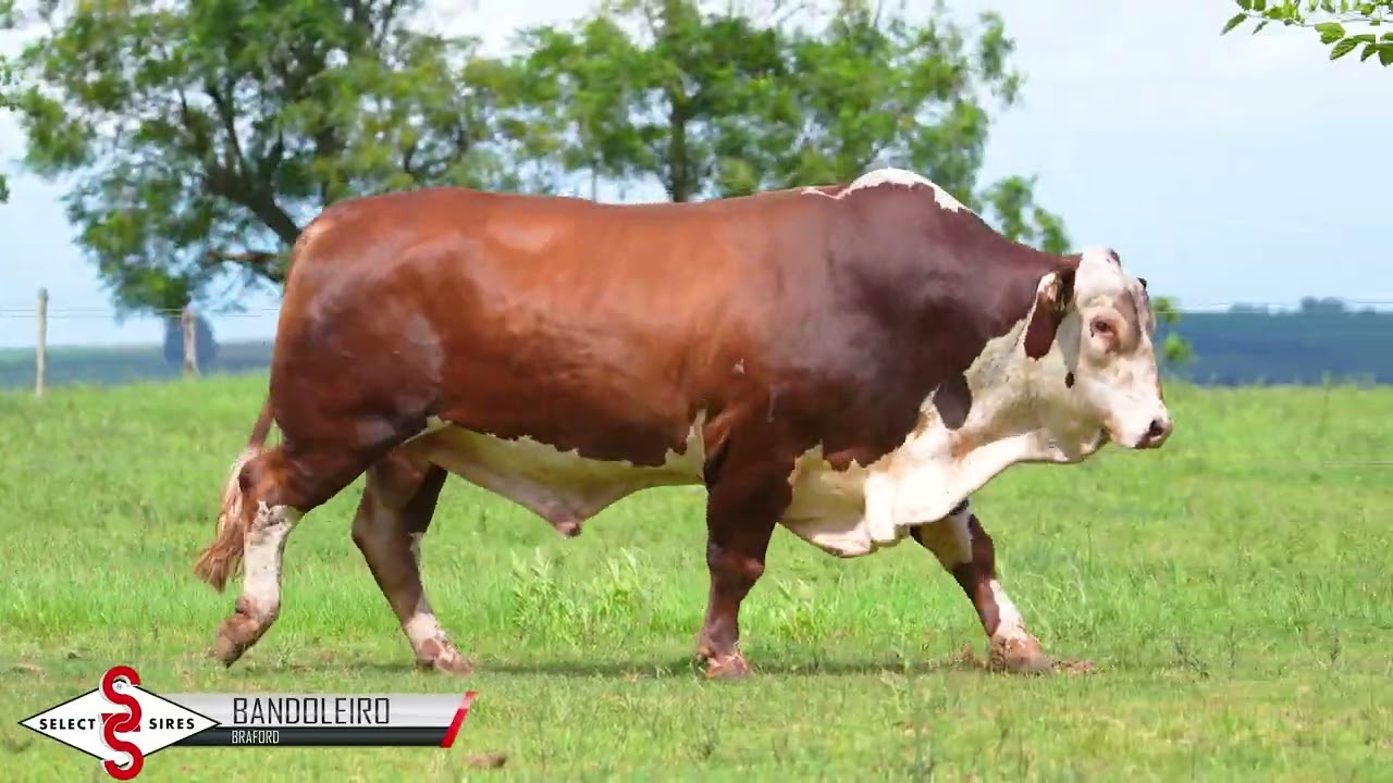 Vídeo PITANGUEIRA 38-X152 BANDOLEIRO