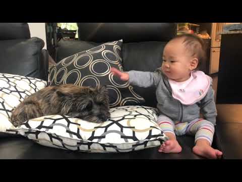 5 Reasons why you need a Cairn Terrier Puppy