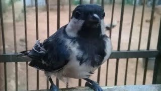 Download lagu Suara Gelatik Batu Betina Ampuh Menaikan Birahi Glatik Batu Bahan Liar Supaya Rajin Bunyi Gacor mp3 Download lagu Suara Gelatik Batu Betina Ampuh Menaikan Birahi Glatik Batu Bahan Liar Supaya Rajin Bunyi Gacor mp3