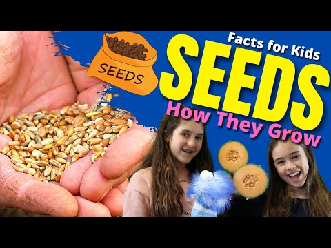 How do SEEDS Grow? Seed Germination For Kids