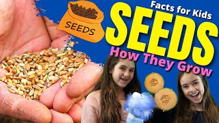How do SEEDS Grow? Seed Germination For Kids | Facts For Kids