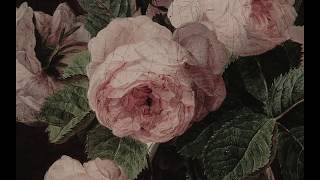 crystaleyes - avivaa