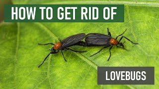 How to Get Rid of Lovebugs [4 Easy Steps!]