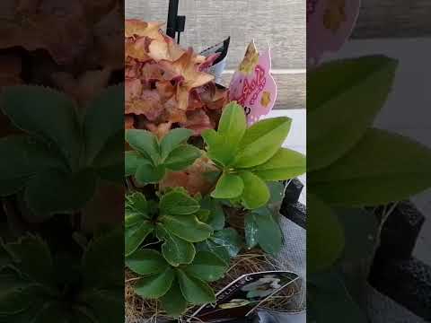 クリスマスローズを再び咲かせるにはどうすればいいですか？私たちのシンプルなアドバイス！  庭園