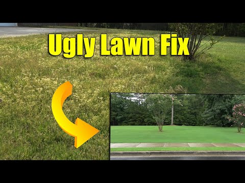 Fixing Ugly Lawn Full of Weeds