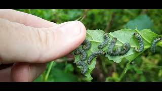 Act fast to deal with sawfly or watch your Berry bushes laid bare.