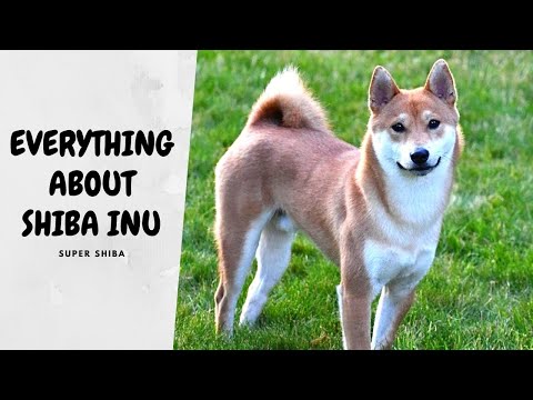 image-Is Shiba Inu expensive?