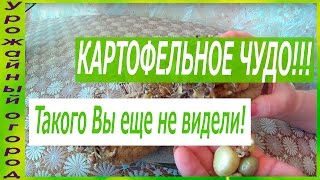 КАРТОФЕЛЬНОЕ ЧУДО!!!