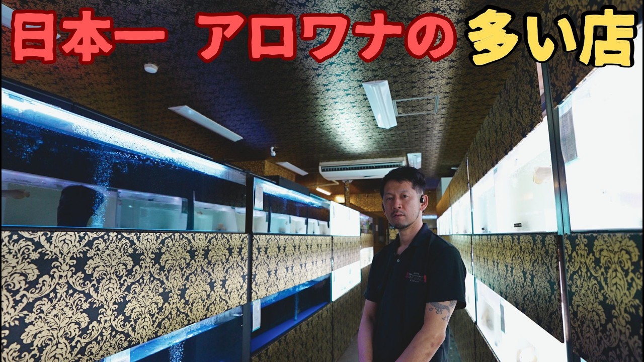 『お店訪問』日本一アロワナの多いショップの実力に迫る！大阪アロワナ専門店キングコング#アジアアロワナ　#アロワナ　#紅龍　＃過背金龍