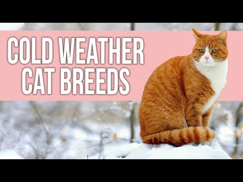 10 Best Cold Weather Cat Breeds