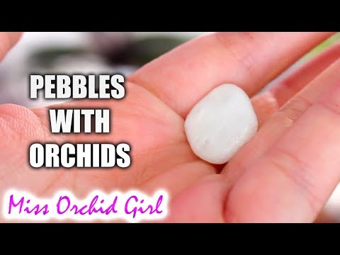 My Orchid setup explained - The pebble top layer