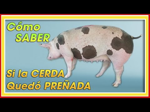 , title : 'CERDAS Cómo saber si Está PREÑADA ǀ Ing. Jannin Hernández Blandón'