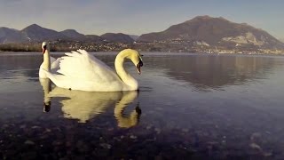 preview picture of video 'I Cigni selvatici del lago di Pusiano'