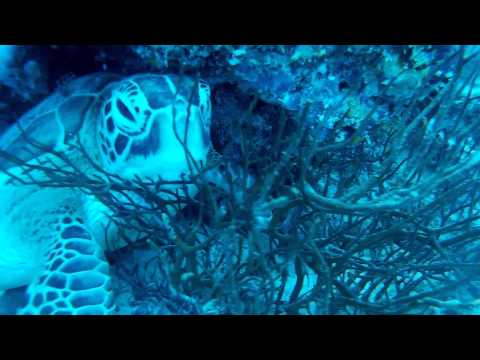 A Turtle in Banana Reef Maldives