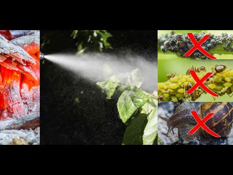 , title : '[ENG] Gardener's Secrets Ash most effective to kill aphids, snails, ants and Colorado beetle, eco'