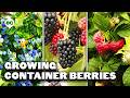 How To Grow Raspberries Blueberries And Blackberries In Containers