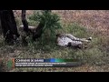 Los safaris