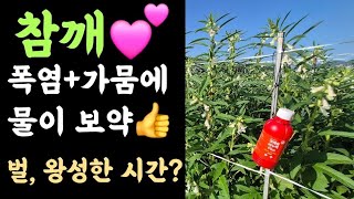 텃밭, 참깨????  가뭄+폭염엔 물이 보약???? 참깨꽃, 벌이 왕성한 시간? ????