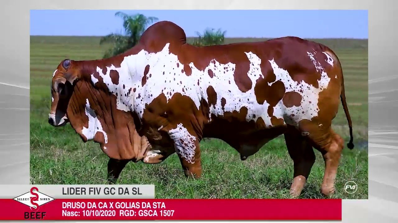 Vídeo LÍDER FIV GC DA SL