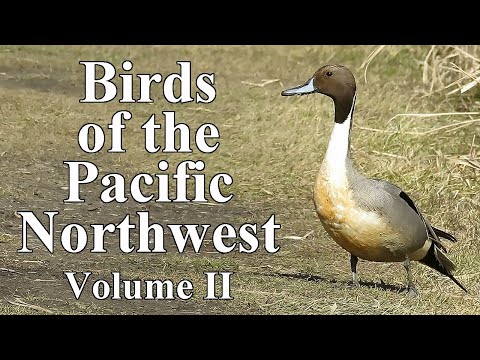Birds of the Pacific Northwest | Volume II