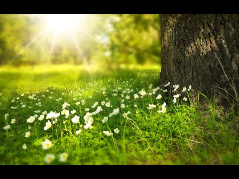Feel Nature #short Relaxation music and video