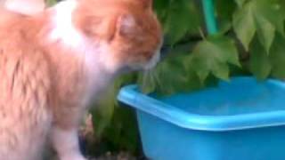 preview picture of video 'Il mio gatto'