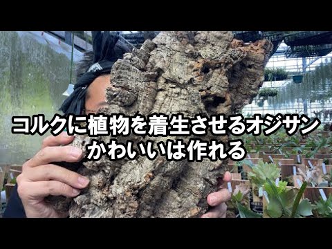 なぜ植物にコルクを入れるのですか？ 4 つの理由、4 つの用途  庭園