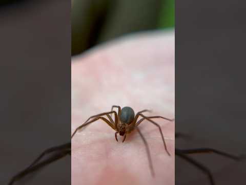 The BROWN RECLUSE Isn’t THAT DANGEROUS?! #spider #spiders