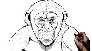 How To Draw a Chimpanzee | Step By Step