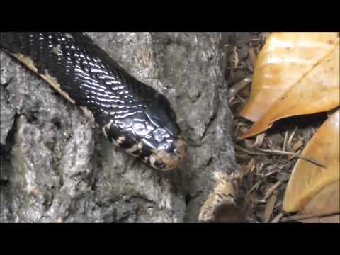 Naja melanoleuca: Black Cobra/Forest Cobra with Skinning Rest - Weißlippenkobra/Waldkobra