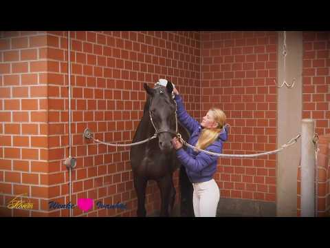 Ivanhoe (v. Millennium - Hohenstein) und Wenke (2017)