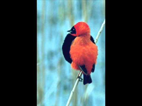 Moby - Natural Blues (Sultan & Ned Shepard Bootleg)