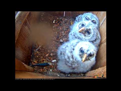 Cornell Barred Owl Cam ~ 3 Barred Owlets 2018 04 30