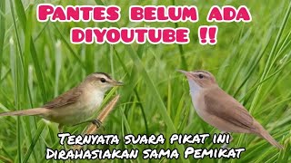 Download lagu Suara Pikat Burung Kerak Basi Alis Hitam Yang Belum Ada Di YouTube  mp3