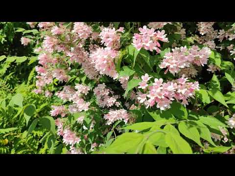 Strauchschnitt nach der Blüte