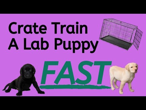 Crate Training A Lab Puppy - 5 Easy Steps
