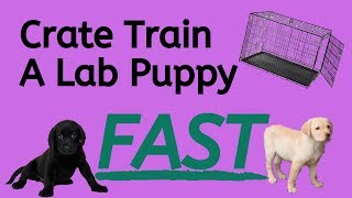 Crate Training A Lab Puppy - 5 Easy Steps