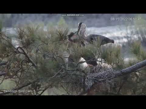Great Blue Heron, Savannah, GA, Landings Bird Cam 3, 15 August 2022