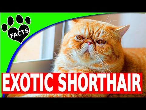 Cats 101: Exotic Shorthair Cats - 10 Facts - Animal Facts