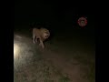 Tiger Spotted At Bhawan Vaishnodevi Jai Mata Di