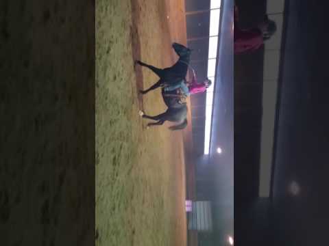 2 year old playgun colt less than 3 weeks with me